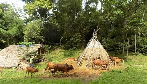 Câu chuyện thoát nghèo với ‘vốn rẻ’ ở Quỳ Hợp