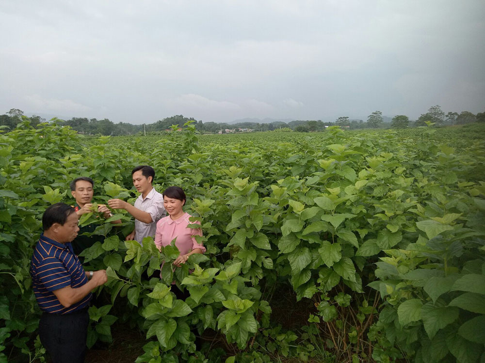 Trấn Yên: Nâng cao thu nhập người dân nhờ tái cơ cấu SXNN