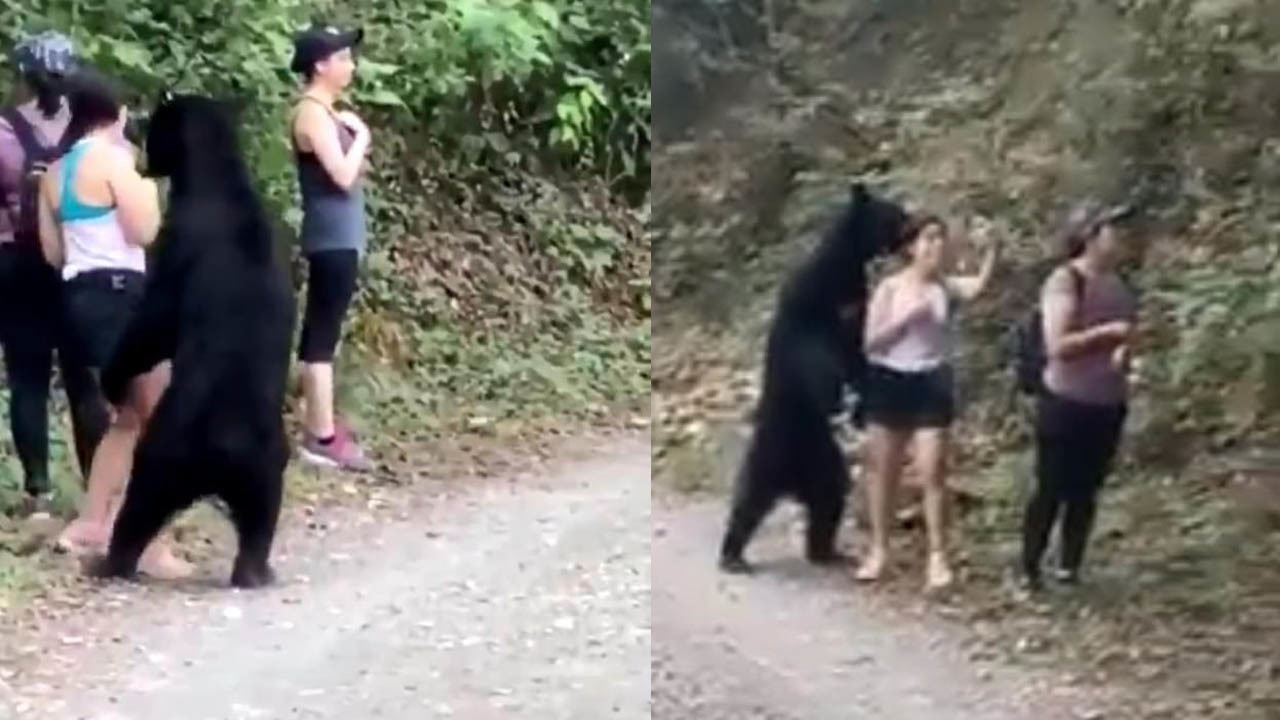 Gấu sàm sỡ nữ du khách, hành động tên cướp gây sửng sốt MXH tuần qua