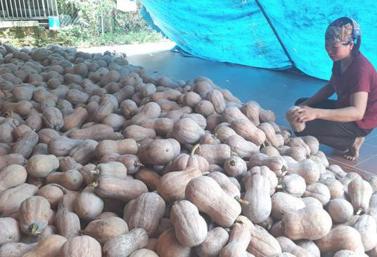 Rớt giá thê thảm, cả tạ bí ngô chỉ mua được 1kg thịt lợn