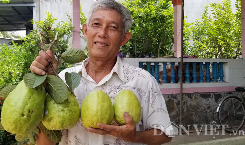 Ổi khổng lồ ở Đồng Tháp: Mỗi năm ra hơn 100 quả, nặng tới 1 kg/quả (+Video) Oi-la-3