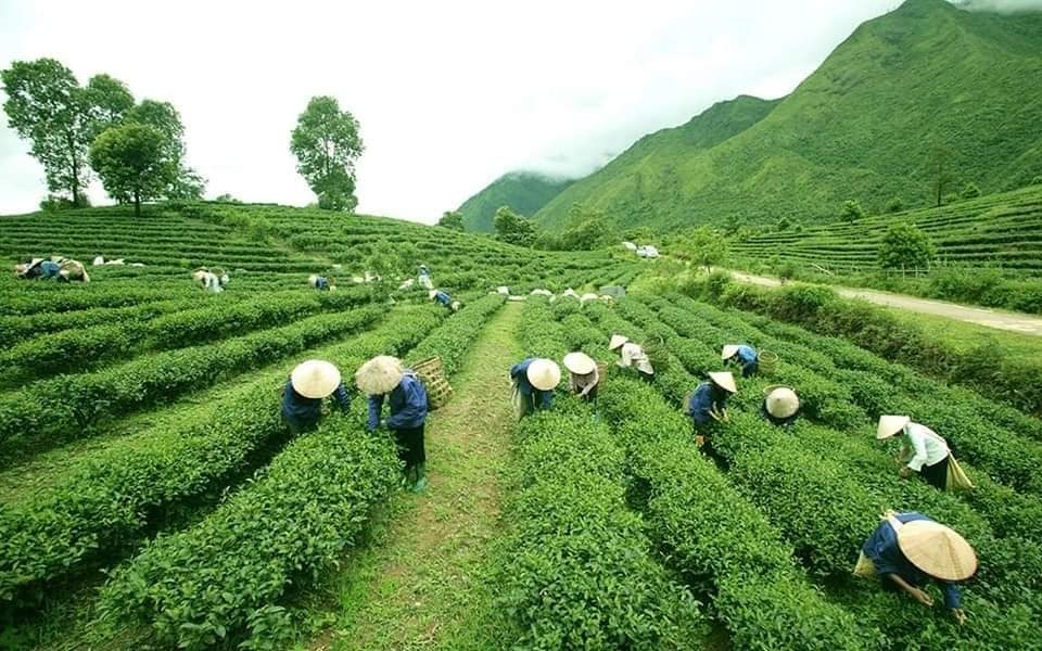 Lai Châu: Tình hình cho vay hỗ trợ việc làm, duy trì và mở rộng việc làm giai đoạn 2016-2019