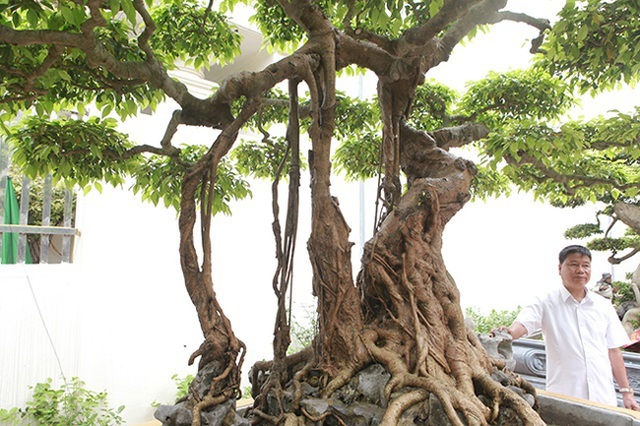 Dàn 'siêu cây' đại gia trả giá triệu USD vẫn không mua được Cay-canh-trieu-do-11