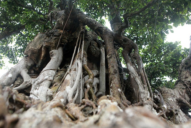 Dàn 'siêu cây' đại gia trả giá triệu USD vẫn không mua được Cay-canh-trieu-do-4