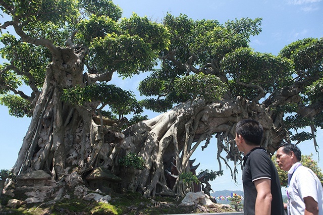 Dàn 'siêu cây' đại gia trả giá triệu USD vẫn không mua được Cay-canh-trieu-do-6