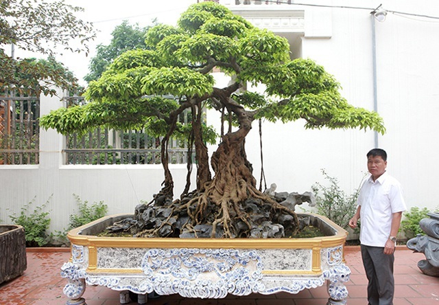 Dàn 'siêu cây' đại gia trả giá triệu USD vẫn không mua được Cay-canh-trieu-do-9