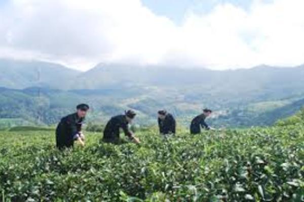 Cao Bằng: Tăng giá trị sản phẩm nông sản qua mô hình liên kết theo chuỗi