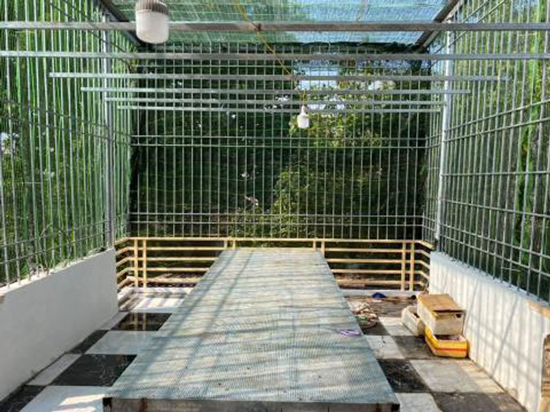 Cơn sốt lan phi điệp đột biến: Trái đắng đầu tiên