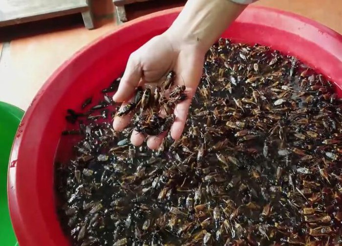 Bộ đồ chơi mô hình các loài côn trùng đại Thành Lộc RẮN NHỆN bằng nhựa