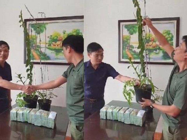 Cơn sốt lan phi điệp đột biến: 'Bong bóng đang vỡ rồi'
