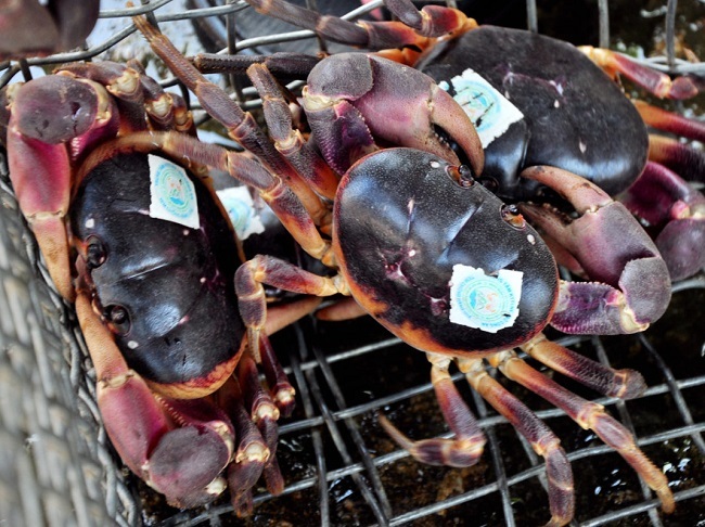 Kỳ lạ loại cua mùi thuốc bắc, đắt hơn cua huỳnh đế được dán nhãn trước khi bán