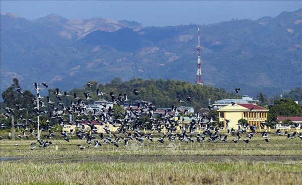 Thousands of Asian openbills forage for food in central Vietnam