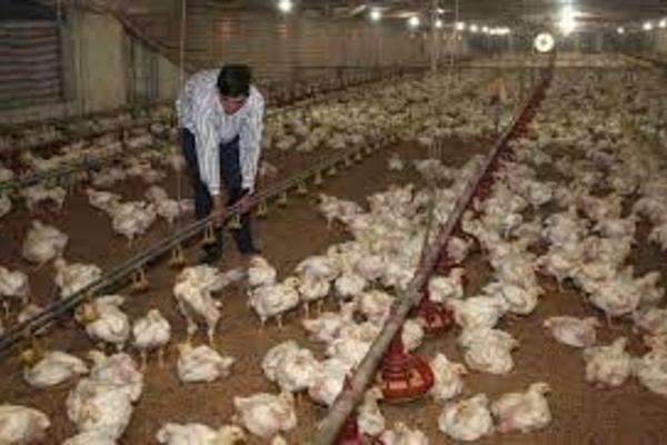 Đời sống nông dân được cải thiện nhờ mô hình kinh tế trang trại