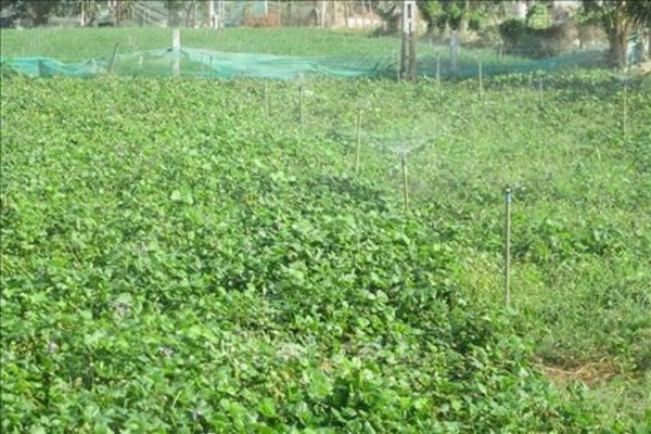 Ninh Thuận vươn lên mạnh mẽ trong công tác giảm nghèo