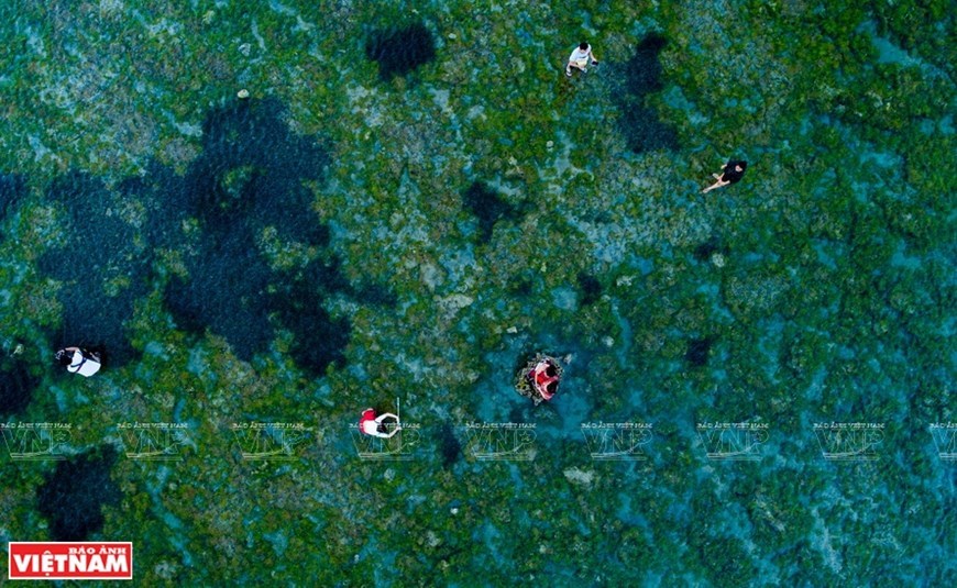 Beautiful seaweed field in Ninh Thuan