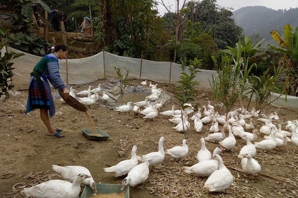 “Đồng hành cùng phụ nữ biên cương” vươn lên thoát nghèo, ổn định cuộc sống