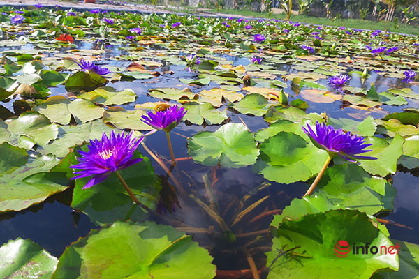 Chàng trai ‘điên’ thu tiền tỷ mỗi năm nhờ liều trồng hoa súng ngoại