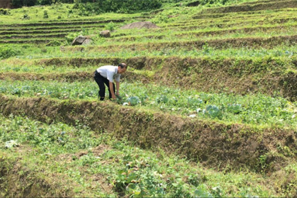 Thay đổi nhận thức, hộ nghèo đua nhau thoát nghèo nhờ trồng rau trái vụ
