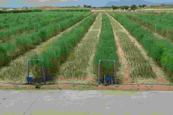 “Biến cát thành vàng” từ sản xuất cánh đồng lớn măng tây xanh