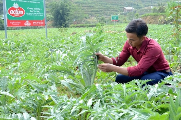 Thoát nghèo nhờ “Thực hành tốt trồng trọt và thu hái cây thuốc