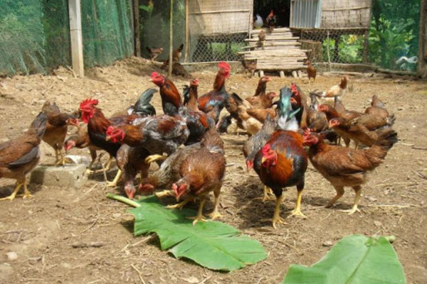 Bà con người Khmer khấm khá nhờ nuôi gà thả vườn