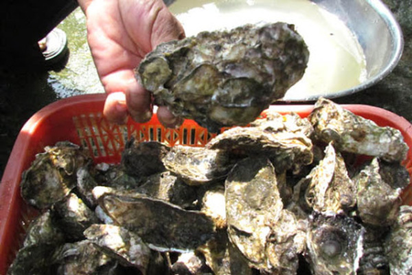 Nuôi hàu sữa để vươn lên làm giàu