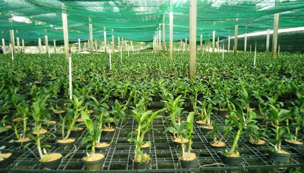 HCM City to build plant variety, animal breeding centres