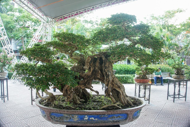 Mãn nhãn với cây găng tu hú, gỗ lũa tự thân hàng trăm năm tuổi