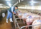 Sky-high livestock prices may breach competition law