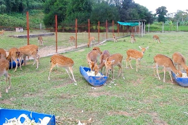 Nhờ nuôi hươu lấy nhung, cuộc sống của bà con vùng Hương Sơn dần khởi sắc