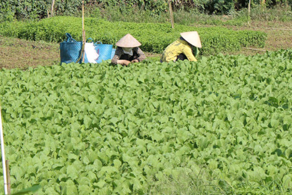 Giảm nghèo nhờ tham gia mô hình thi đua sản xuất giỏi