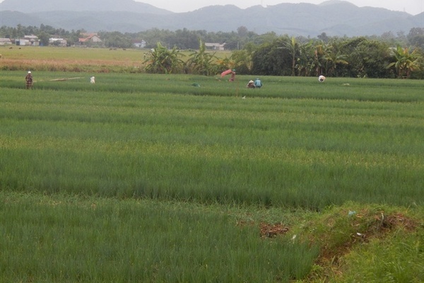 Nhờ trồng hành thơm, bà con Vĩnh Tường có cuộc sống ngày càng ổn định