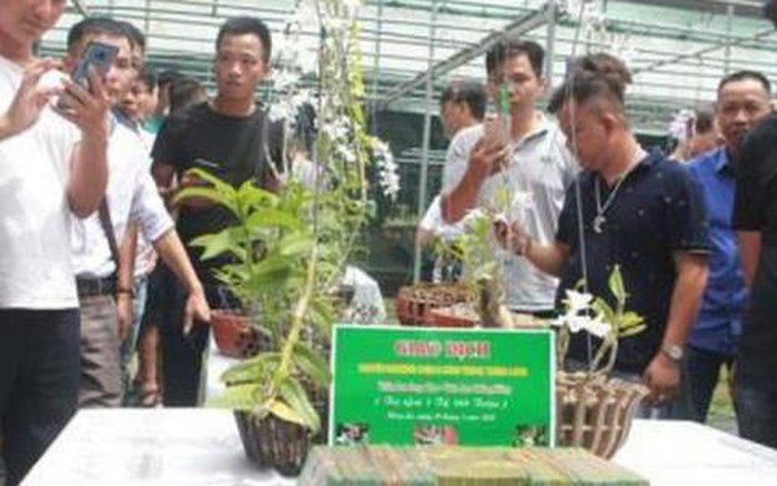 Trái đắng lan phi điệp đột biến: Đang bán tháo rất mạnh?