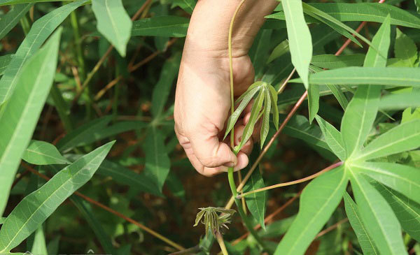 Rau 'nhà nghèo' một thời ăn chống đói, nay là đặc sản, thu cả triệu đồng mỗi ngày