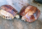 Man saves endangered turtles from being eaten