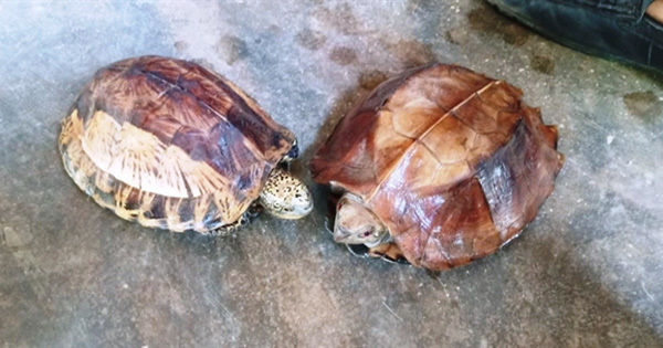 Man saves endangered turtles from being eaten