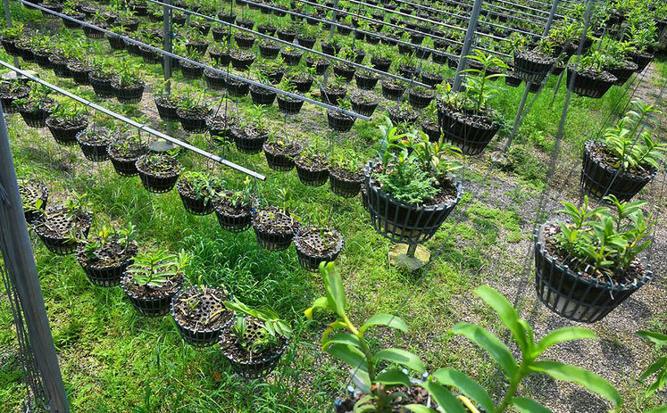 'Đột nhập' vườn lan rừng quý như kho báu của 'lão nông' ở Đông La