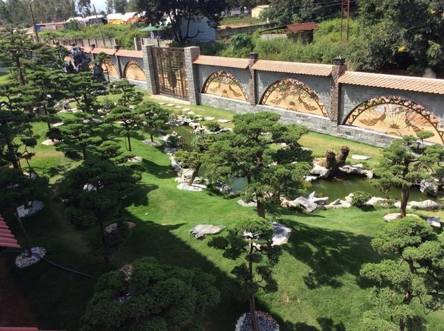 Vườn tùng bạc tỷ rộng 1500m2 trong khuôn viên biệt thự ở Buôn Mê Thuột