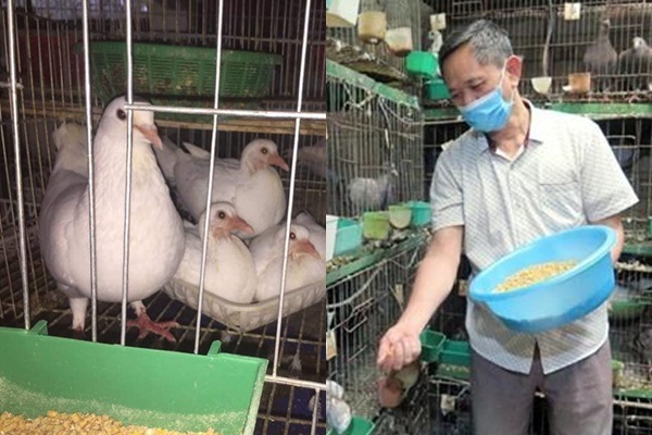 Lão nông quyết chí thoát nghèo bằng nghề nuôi chim bồ câu Pháp