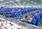 VN tra fish companies see profits slump in pandemic