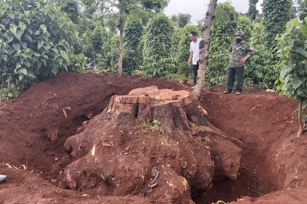 Cây gõ mật trăm tuổi ở Đắk Lắk ‘bốc hơi’ trong mùa Covid-19