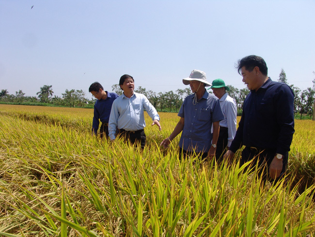 Long An đưa máy bay không người lái vào sản xuất lúa