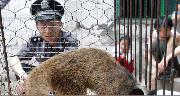 Tạm dừng nhập khẩu động vật hoang dã