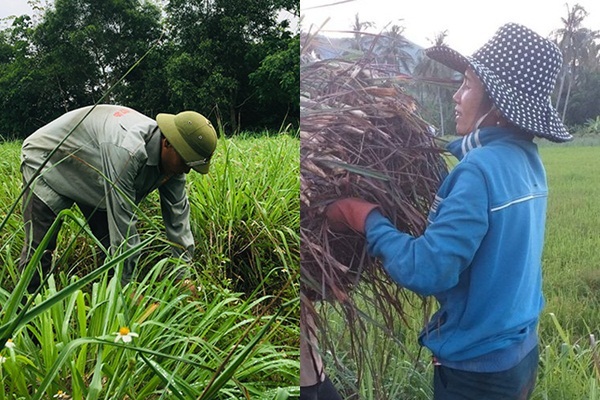 Lục Yên Yên Bái Hỗ trợ mô hình trồng cây sả chanh sả Java  Báo Dân  tộc và Phát triển