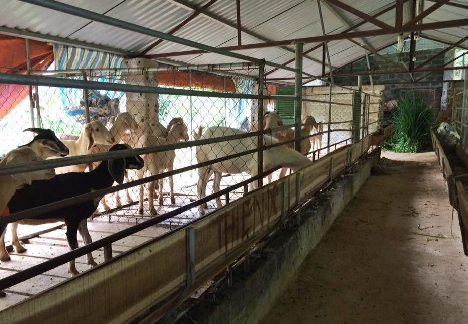 Trở thành hộ khá nhờ quyết chí đi lên từ thất bại