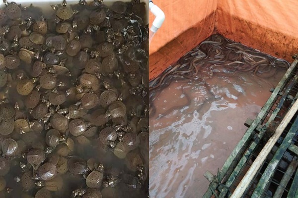Những lưu ý nuôi lươn thâm canh không bùn  Tạp chí Thủy sản Việt Nam