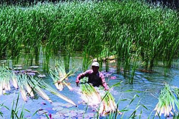 Bồn Bồn: Cây xóa đói giảm nghèo