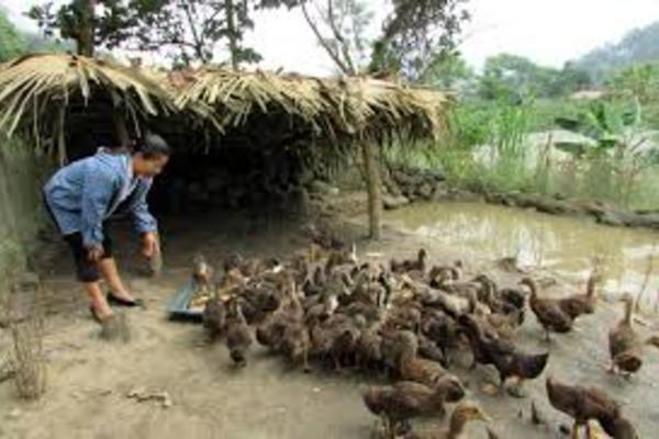 Cà Mau không để những hộ đã thoát nghèo tái nghèo