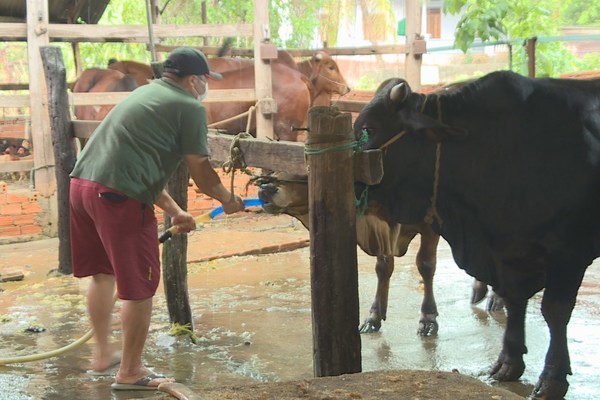 Lò mổ bơm nước vào bụng bò để tăng trọng lượng