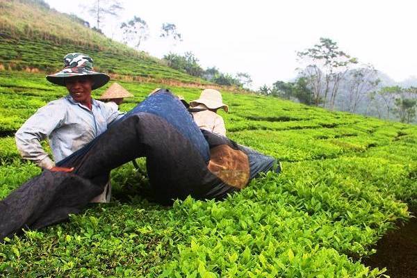 Thu nhập tăng nhờ chuỗi liên kết trong sản xuất nông nghiệp hàng hóa